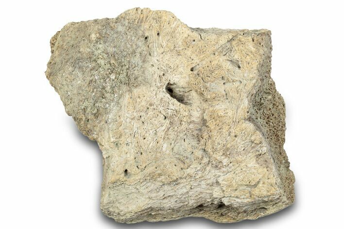 Dinosaur (Triceratops) Frill Shield Section - Montana #263679